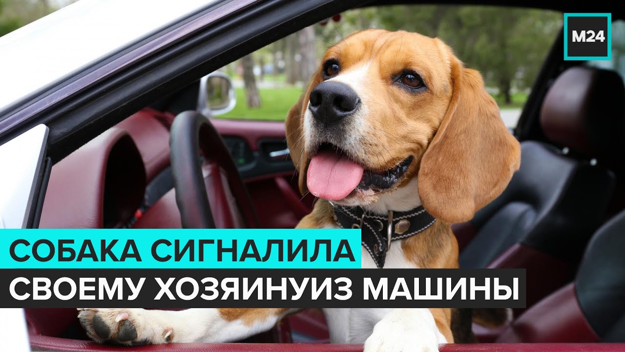 Собака в люке машины
