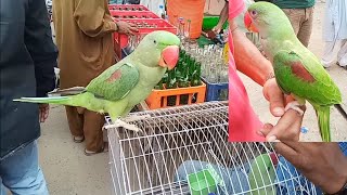 Lalukhet birds market Sunday video latest update in Urdu Hindi