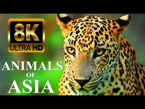 Video: „Azijos tigras“yra neoficialus Pietų Korėjos, Singapūro, Honkongo ir Taivano ekonomikų pavadinimas