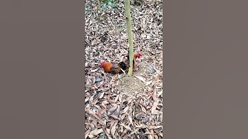 Gà Rừng Rặc Tai Đỏ Chuẩn X2 🤣 #shorts