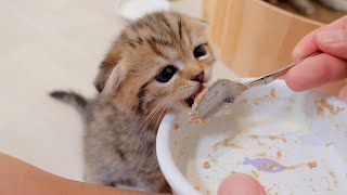 This is a kitten whose way of begging for a second helping is so cute.