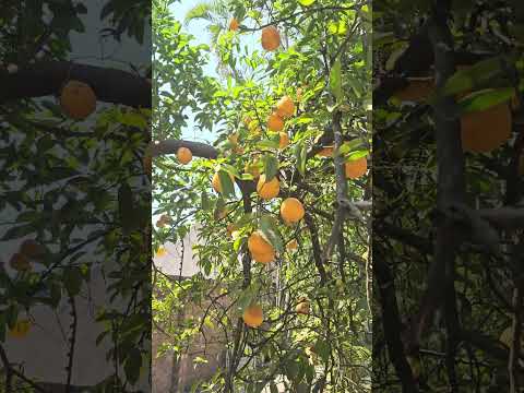 When Life Gives You Lemons