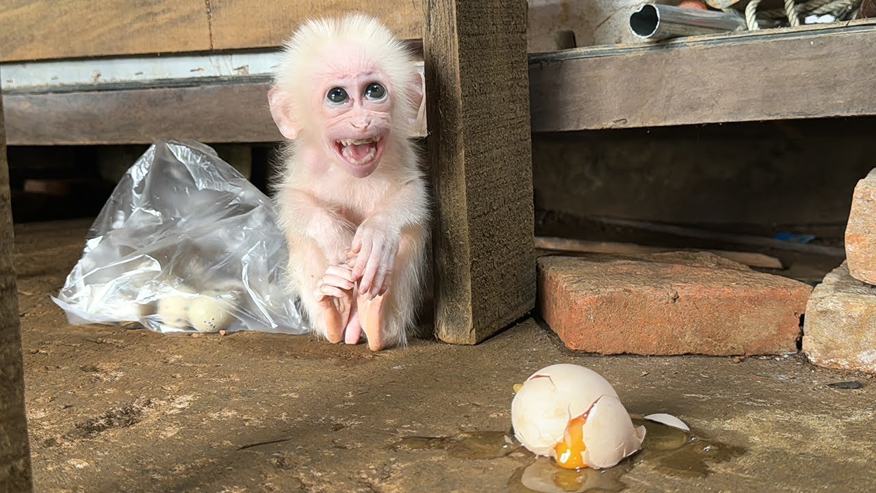 Baby Monkey Kabi scared and panic hide from Dad after breaking the egg!