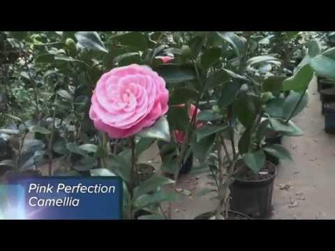 Florida Friendly Plants: Camillia & Coontie Plants