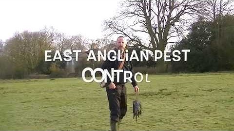 Rabbit Snaring Part 4 East Anglian Pest Control