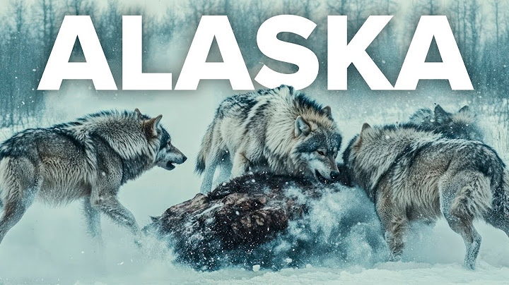 ALASKA SAUVAGE | La Lutte pour Survivre dans le Froid Extrême - Documentaire Animalier