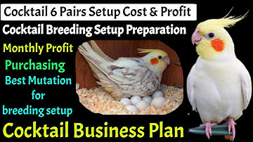 Cockatiel bird farming business😍 Cockatiel parrot ♥️