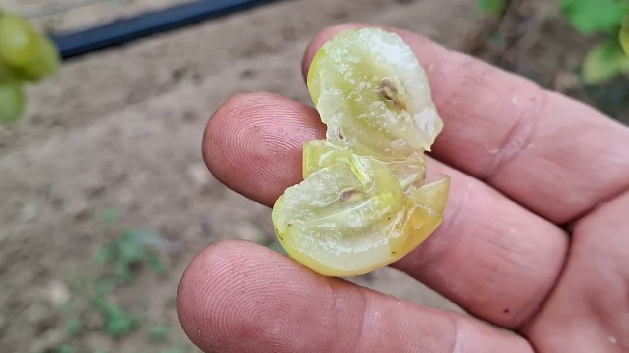 Szőlőhegyen 6.rész! 2025.08.29. Crain Sherry, Blondinka, Belaja Akacia