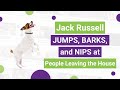 Jack Russell JUMPS, BARKS and NIPS at People Leaving the House