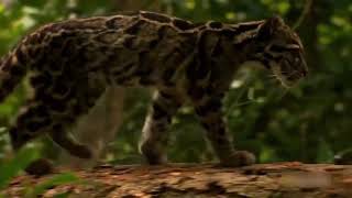 Clouded Leopard purr and roar