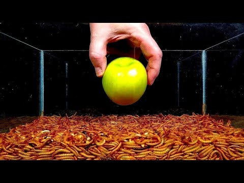 Посмотрите, Как 10,000 Червяков Едят Яблоко