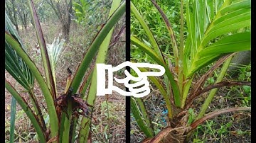 Trị bệnh thối lá trên cây dừa nhỏ