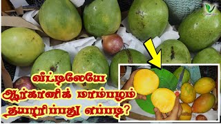 1 ?மாங்காய் கூட அழுகாமல் 5 நாட்களில் Organic முறையில் மாம்பழம் வீட்டிலேயே பழுக்க வைக்கலாம்