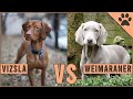 Vizsla vs Weimaraner - ¿Qué raza de perro es mejor? | Perros Mundo