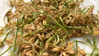 Как прорастить овёс в домашних условиях//How to grow oats at home