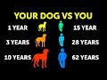 Why Dogs Age Faster Than Us
