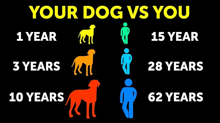 Why Dogs Age Faster Than Us - DayDayNews