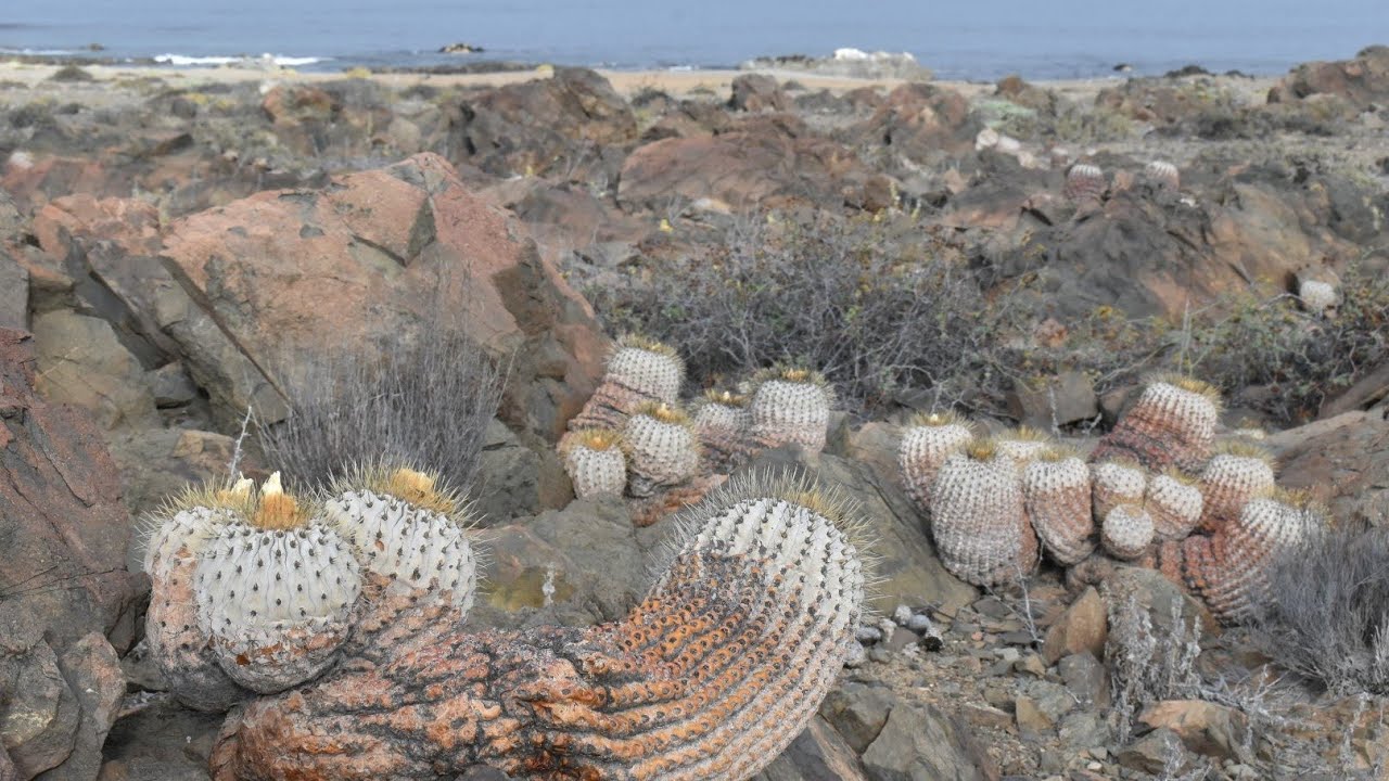 Obscenity on the Coast - Monttea chilensis & Copiapoa gigantea. Cameo by Dennis Farina.
