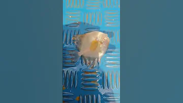 Chinese Pomfret Fishes Fish Chinesepomfret Fishes Fish 