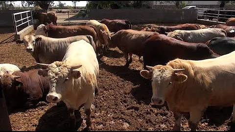 P208 La familia Garca Camarena y la engorda del ganado.