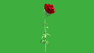 Growing rose green screen video /TOP VIDEO 2022