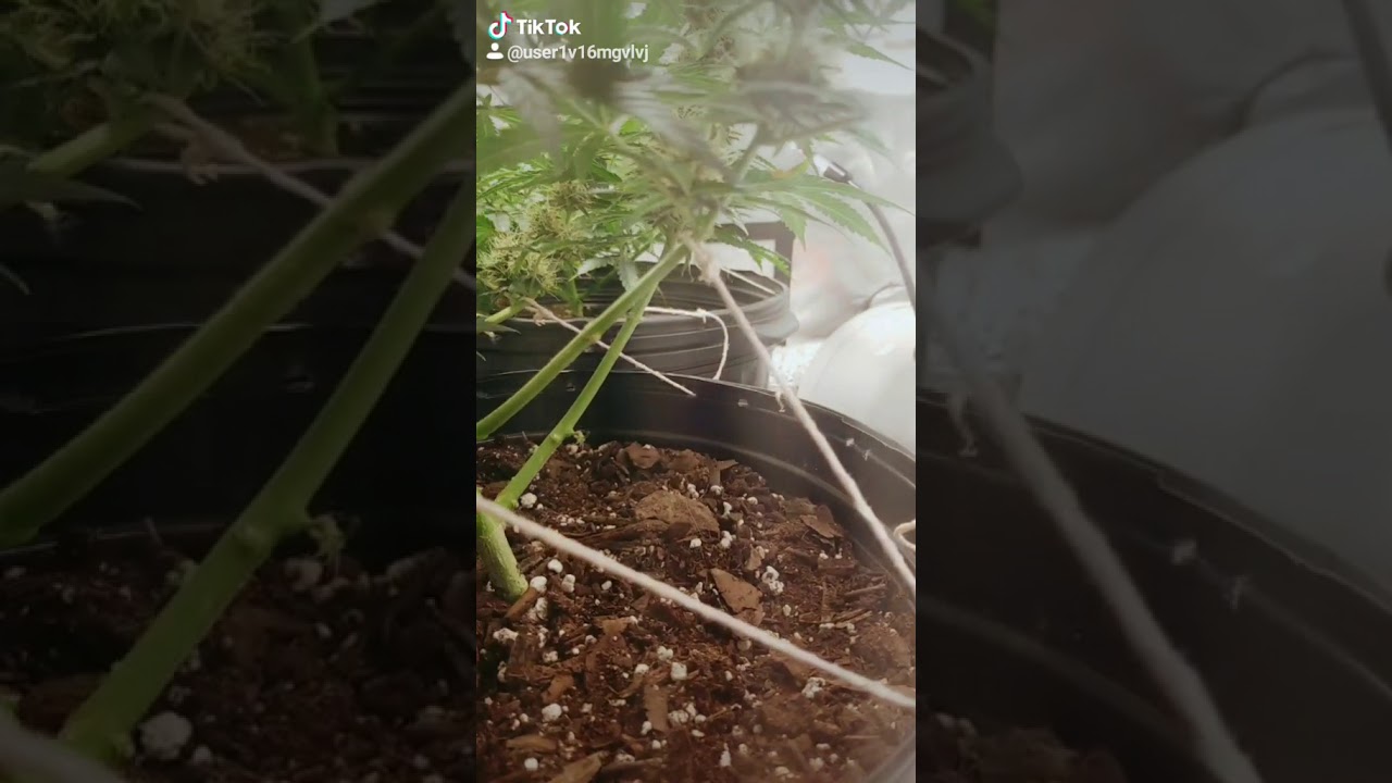 Nugs Gaining Weight - AK47 Autoflower - Flower Week 3 - LST - Supplemental side lighting