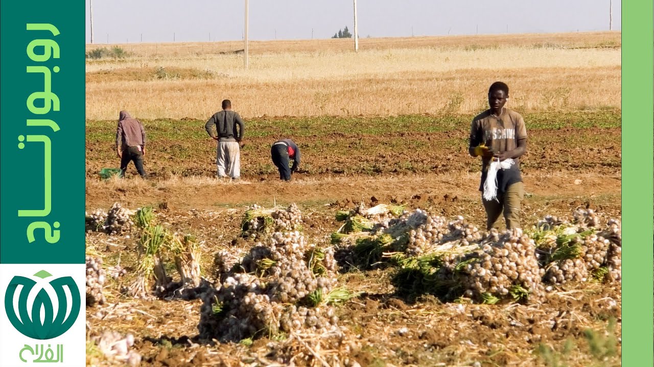 التلاغمة..قطب وطني لإنتاج الثوم