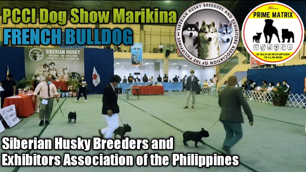 PCCI Dog Show Marikina FRENCH BULLDOG Siberian Husky Breeders And 