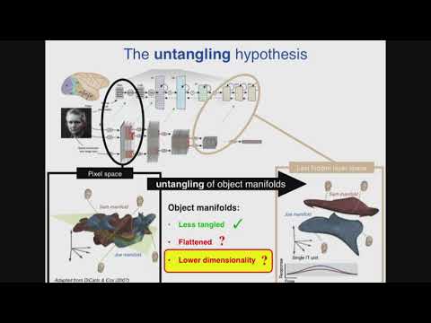 Intrinsic dimension of data representations in deep neural networks