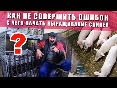 Разведение поросят в домашних условиях для начинающих как бизнес