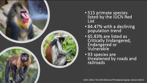 The threat of roads to non human primates - ACLIE 2021