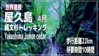 【縄文杉 トレッキング】世界遺産  屋久島の縄文杉を目指して トレッキング 往復 22km10時間 - 縄文杉トレッキングに準備したもの