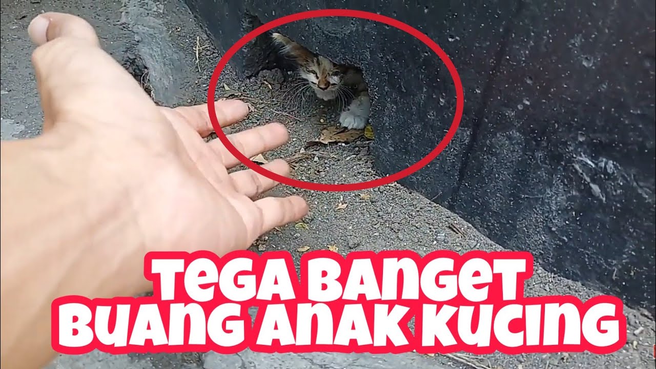 Kucing kecil kasian | Anak kucing dibuang 