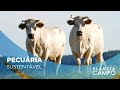 Conheça o novo plano de implementação da rastreabilidade na pecuária | Planeta Campo | 18/01/2024