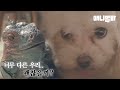 화성에서 온 이구아나. 금성에서 온 말티즈ㅣLove Is Blind : Iguana From Mars Maltese Dog From Venus