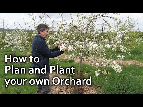 How to Plan and Plant your own Orchard