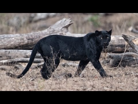 puma meaning in hindi