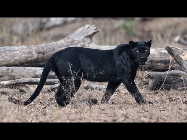 海外限定　all about black panthers 5 Facts About Black Panthers - YouTube