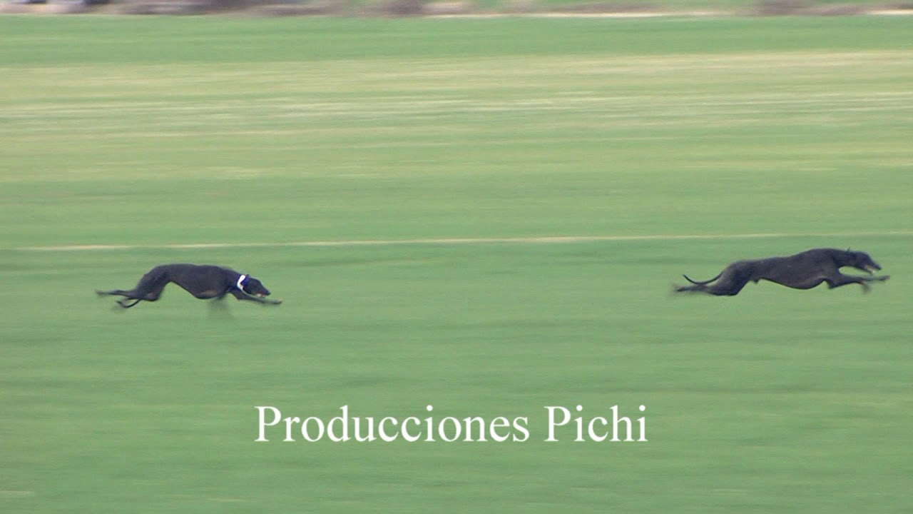 Carrera de Galgos en Campo 2020