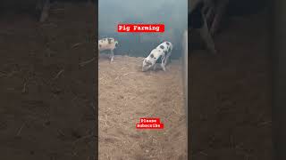First time mother with it's piglets! #shorts #shortvideo #pigs #farming