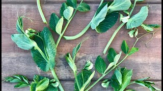5 Reasons to Grow Peas in Your Garden with Angela Judd