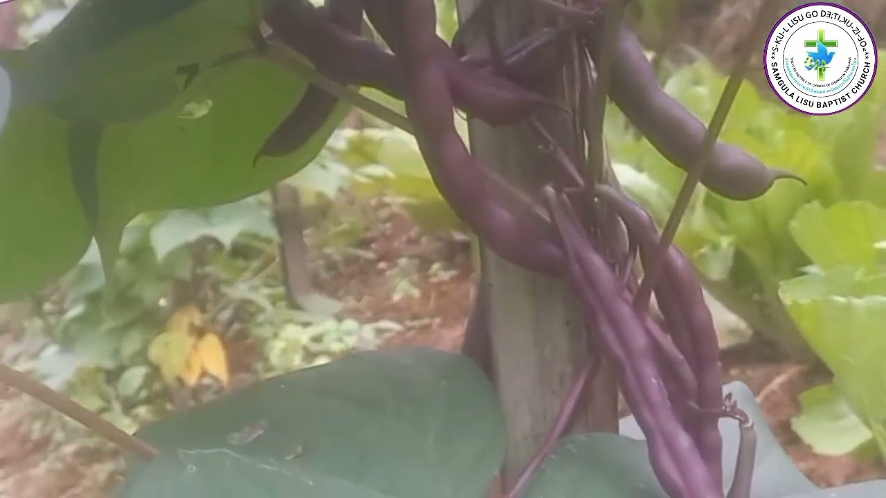 ꓒꓴꓽꓡꓯ ꓮ ꓡꓳꓻꓟꓶ ꓟ ꓟꓵꓽ꓿