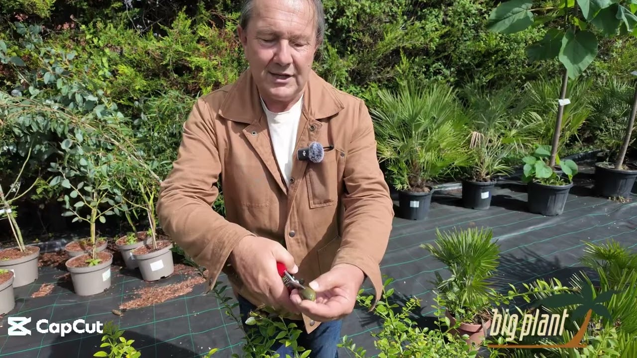 Australian ‘Finger Limes’