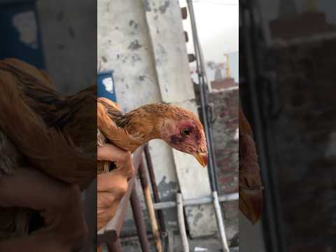 Aseel chick #aseel #viral #shortsfeed #youtubeshorts #trending #chicken