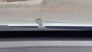 Lil' lizard loves Goo Goo Dolls music too