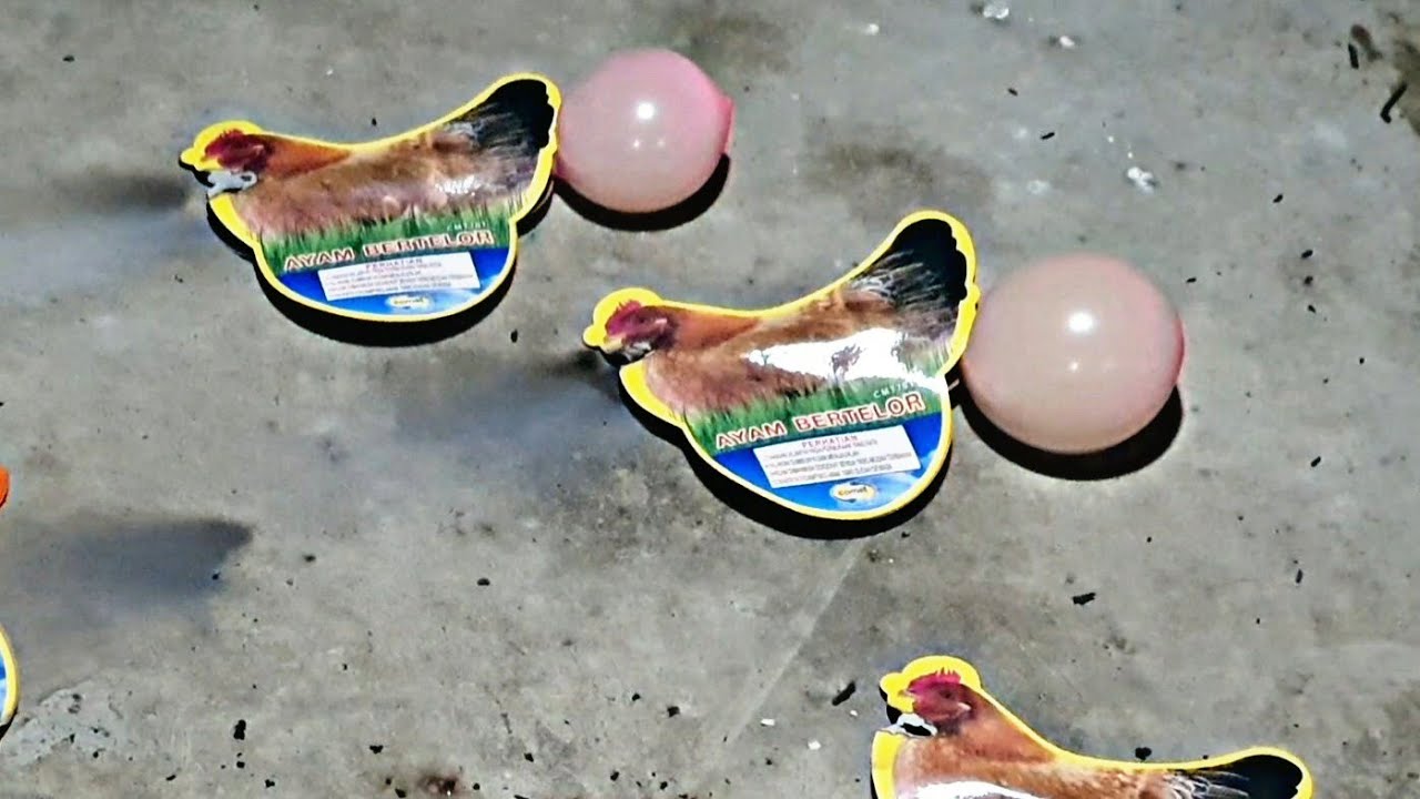 Bermain Merecon Ayam Bertelur 