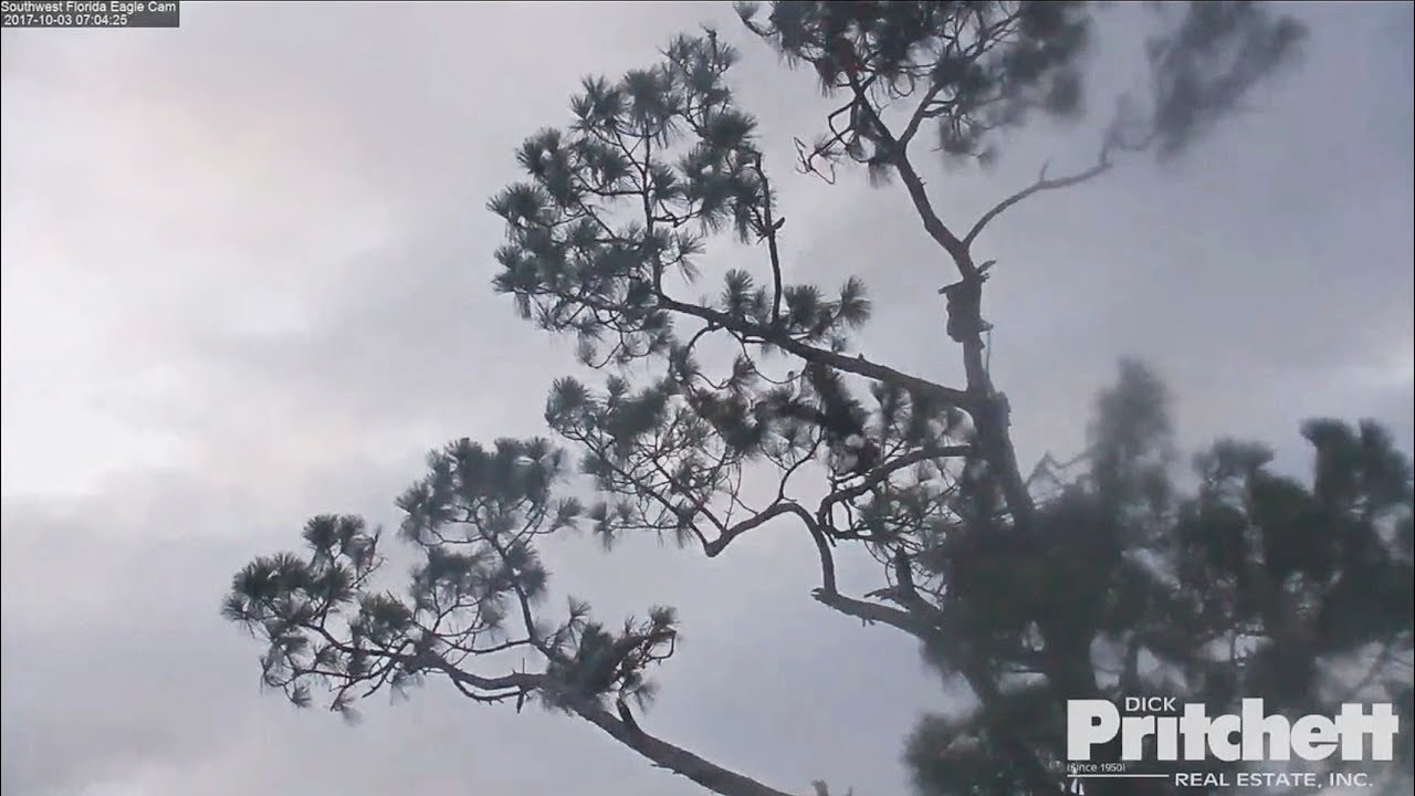 2017/10/03 07h04m SWFL~ They lose no time! Mating~