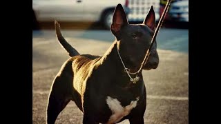 El Black Bull Terrier una raza única y sorprendente que tienes que conocer