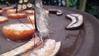 Butterfly proboscis in action Butterfly Operating On Its Proboscis 2015 Xx