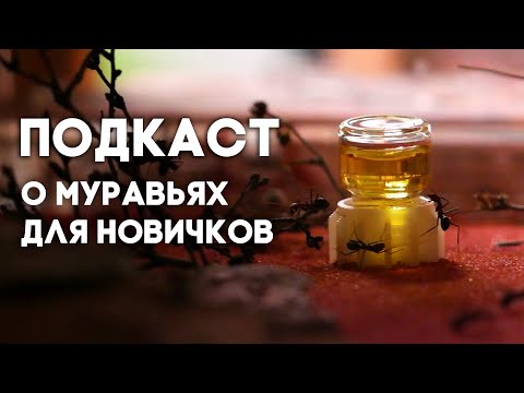 КАКИХ МУРАВЬЁВ ЗАВЕСТИ НОВИЧКУ? ВСЁ О ВЫБОРЕ ВИДА МУРАВЬЁВ ДЛЯ НАЧИНАЮЩИХ МИРМЕКИПЕРОВ! \\ ПОДКАСТ